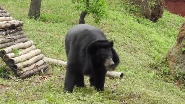 食料を求めて森の中を歩いている大きな熊 ブラウンは食物を探している 森の中で餌をくれ ヨーロッパの野生動物 夕方の日差しの中で黒クマクラブ 黒クマはカメラに向かって歩き 一時停止します森の中でクマのクローズアップ — ストック動画