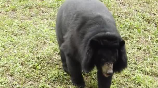 食料を求めて森の中を歩いている大きな熊 ブラウンは食物を探している 森の中で餌をくれ ヨーロッパの野生動物 夕方の日差しの中で黒クマクラブ 黒クマはカメラに向かって歩き 一時停止します森の中でクマのクローズアップ — ストック動画