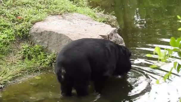 Velký Černý Medvěd Plíží Lesem Hledá Potravu Medvěd Hnědý Hledá — Stock video