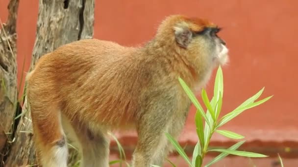 Portrét Roztomilé Opice Větvi Jak Dívá Kamery Pěkně Mokrá Opice — Stock video