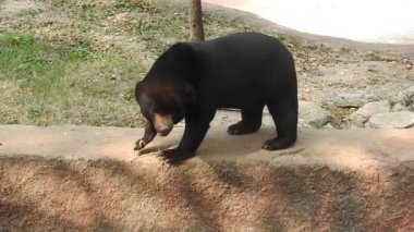 Yellowstone Ulusal Parkı 'ndaki Washburn Dağı' nda böğürtlen yiyen bir siyah ayının arka görüntüsü. Büyük siyah ayı yiyecek aramak için ormanda sinsice dolaşıyor. Kahverengi ayı yiyecek arıyor. Ayı, Avrupa 'nın vahşi doğasında beslenir. Siyah Ayı Yetişkin Yalnız