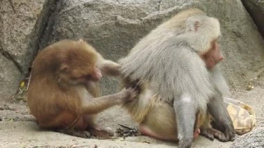 Daldaki şirin maymun portresi kameraya bakıyor. Ağaç dallarında oynaşan oldukça ıslak bir maymun. Egzotik ormanda vahşi yaşamın komik bir sahnesi. Saimiri Sciurus olarak da bilinen yavru sincap maymunu ağaçta yiyecek arıyor. Şirin maymun ve bebek maymun