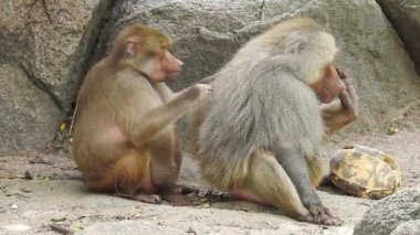 Daldaki şirin maymun portresi kameraya bakıyor. Ağaç dallarında oynaşan oldukça ıslak bir maymun. Egzotik ormanda vahşi yaşamın komik bir sahnesi. Saimiri Sciurus olarak da bilinen yavru sincap maymunu ağaçta yiyecek arıyor. Şirin maymun ve bebek maymun
