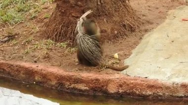 Daldaki şirin maymun portresi kameraya bakıyor. Ağaç dallarında oynaşan oldukça ıslak bir maymun. Egzotik ormanda vahşi yaşamın komik bir sahnesi. Saimiri Sciurus olarak da bilinen yavru sincap maymunu ağaçta yiyecek arıyor. Şirin maymun ve bebek maymun