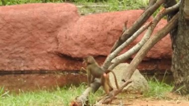 Daldaki şirin maymun portresi kameraya bakıyor. Ağaç dallarında oynaşan oldukça ıslak bir maymun. Egzotik ormanda vahşi yaşamın komik bir sahnesi. Saimiri Sciurus olarak da bilinen yavru sincap maymunu ağaçta yiyecek arıyor. Şirin maymun ve bebek maymun
