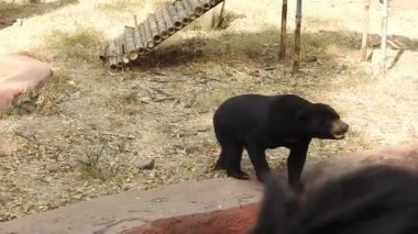 Büyük siyah ayı yiyecek aramak için ormanda sinsice dolaşıyor. Kahverengi ayı yiyecek arıyor. Ayılar ormanda beslenir. Avrupa vahşi doğası. Wyoming, ABD 'deki Yellowstone Ulusal Parkı' nda Washington Dağı 'nda böğürtlen yiyen bir kara ayının arka görüntüsü.