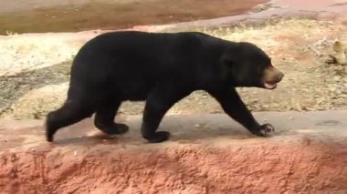 Büyük siyah ayı yiyecek aramak için ormanda sinsice dolaşıyor. Kahverengi ayı yiyecek arıyor. Ayılar ormanda beslenir. Avrupa vahşi doğası. Wyoming, ABD 'deki Yellowstone Ulusal Parkı' nda Washington Dağı 'nda böğürtlen yiyen bir kara ayının arka görüntüsü.