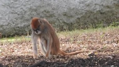 Daldaki şirin maymun portresi kameraya bakıyor. Ağaç dallarında oynaşan oldukça ıslak bir maymun. Egzotik ormanda vahşi yaşamın komik bir sahnesi. Saimiri Sciurus olarak da bilinen yavru sincap maymunu ağaçta yiyecek arıyor. Şirin maymun ve bebek maymun