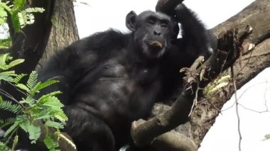 Güneşli bir günde etrafı bulanık zengin bitki örtüsüyle çevrili bir maymunun yakın çekimi. Şempanze uzun üzgün bir bakış atıyor, başını yana çeviriyor ve sonra tekrar ileriye bakıyor. Doğanın göbeğinde bir şempanze portresi, Güney Afrika şempanze yüzü
