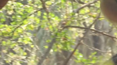 Beyaz başlı Capuchin, karanlık tropikal ormanda ağaç dalında oturan siyah maymun. Kosta Rika 'nın vahşi yaşamı. Orta Amerika 'da seyahat tatili. Yetişkin maymunlar ormanda oturur ve muz meyvesi yerler. Kosta Rika 'da maymun orman kapuçini., 