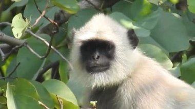 Beyaz başlı Capuchin, karanlık tropikal ormanda ağaç dalında oturan siyah maymun. Kosta Rika 'nın vahşi yaşamı. Orta Amerika 'da seyahat tatili. Yetişkin maymunlar ormanda oturur ve muz meyvesi yerler. Kosta Rika 'da maymun orman kapuçini., 