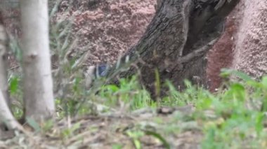 Güneşli bir günde, bir şempanzenin yeşil bitkilerin arasında oturduğu ve büyük bir kayanın yanında bitki yediği sığ bir odak noktası. Doğa Yaz Ormanı Maymunu. Simpanse Şempanze 'nin yüzü olarak da bilinir.