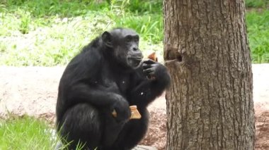 Güneşli bir günde, bir şempanzenin yeşil bitkilerin arasında oturduğu ve büyük bir kayanın yanında bitki yediği sığ bir odak noktası. Doğa Yaz Ormanı Maymunu. Simpanse Şempanze 'nin yüzü olarak da bilinir.