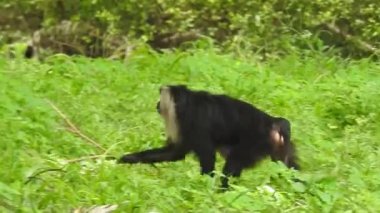 Kosta Rika 'da, Manuel Antonio Milli Parkı' nda Maymun 'un portresi. Yetişkin maymunlar ormanda oturur ve muz meyvesi yerler. Maymun Ormanı, Amazon 'daki Ekvador ormanındaki sincap maymununa bakın. 