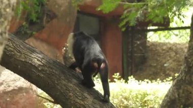 Kosta Rika 'da, Manuel Antonio Milli Parkı' nda Maymun 'un portresi. Yetişkin maymunlar ormanda oturur ve muz meyvesi yerler. Maymun Ormanı, Amazon 'daki Ekvador ormanındaki sincap maymununa bakın. 