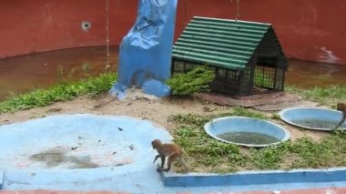 Kosta Rika 'da, Manuel Antonio Milli Parkı' nda Maymun 'un portresi. Yetişkin maymunlar ormanda oturur ve muz meyvesi yerler. Maymun Ormanı, Amazon 'daki Ekvador ormanındaki sincap maymununa bakın. 