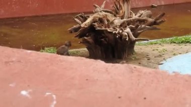 Kosta Rika 'da, Manuel Antonio Milli Parkı' nda Maymun 'un portresi. Yetişkin maymunlar ormanda oturur ve muz meyvesi yerler. Maymun Ormanı, Amazon 'daki Ekvador ormanındaki sincap maymununa bakın. 