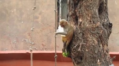 Kosta Rika 'da, Manuel Antonio Milli Parkı' nda Maymun 'un portresi. Yetişkin maymunlar ormanda oturur ve muz meyvesi yerler. Maymun Ormanı, Amazon 'daki Ekvador ormanındaki sincap maymununa bakın. 