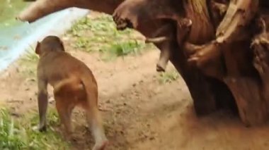 Kosta Rika 'da, Manuel Antonio Milli Parkı' nda Maymun 'un portresi. Yetişkin maymunlar ormanda oturur ve muz meyvesi yerler. Maymun Ormanı, Amazon 'daki Ekvador ormanındaki sincap maymununa bakın. 
