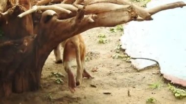 Kosta Rika 'da, Manuel Antonio Milli Parkı' nda Maymun 'un portresi. Yetişkin maymunlar ormanda oturur ve muz meyvesi yerler. Maymun Ormanı, Amazon 'daki Ekvador ormanındaki sincap maymununa bakın. 