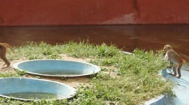 Kosta Rika 'da, Manuel Antonio Milli Parkı' nda Maymun 'un portresi. Yetişkin maymunlar ormanda oturur ve muz meyvesi yerler. Maymun Ormanı, Amazon 'daki Ekvador ormanındaki sincap maymununa bakın. 