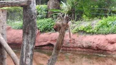 Bebek maymunlar meraklıdır Lopburi, dişi barbar bir macaque ya da bebeğini göğsüne dayayan magot. Kosta Rika 'da Capuchin Monkey' nin portresi ve kapuçin 'e yakın, çılgın para. Vahşi maymunlar toprağı korumak için kükrerler. Yetişkin maymunlar oturur.