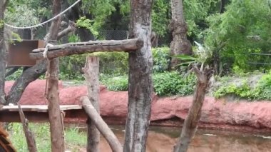 Bebek maymunlar meraklıdır Lopburi, dişi barbar bir macaque ya da bebeğini göğsüne dayayan magot. Kosta Rika 'da Capuchin Monkey' nin portresi ve kapuçin 'e yakın, çılgın para. Vahşi maymunlar toprağı korumak için kükrerler. Yetişkin maymunlar oturur.