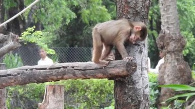 Bebek maymunlar meraklıdır Lopburi, dişi barbar bir macaque ya da bebeğini göğsüne dayayan magot. Kosta Rika 'da Capuchin Monkey' nin portresi ve kapuçin 'e yakın, çılgın para. Vahşi maymunlar toprağı korumak için kükrerler. Yetişkin maymunlar oturur.