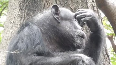 Uganda, Bwindi Ulusal Ormanı 'nda yemek yiyen bir dağ gorilinin portresi. Dağ gorilleri, Goril Goril Beringei, Gümüş Sırtlı, Devedikeni yiyen. Küçük dağ gorilleri aileleriyle dal yerler. Goril yiyen goril yiyor. 