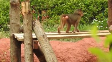 Bebek maymunlar meraklıdır Lopburi, dişi barbar bir macaque ya da bebeğini göğsüne dayayan magot. Kosta Rika 'da Capuchin Monkey' nin portresi ve kapuçin 'e yakın, çılgın para. Vahşi maymunlar toprağı korumak için kükrerler. Yetişkin maymunlar oturur.