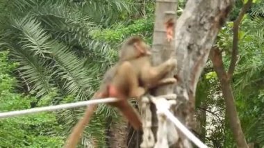Bebek maymunlar meraklıdır Lopburi, dişi barbar bir macaque ya da bebeğini göğsüne dayayan magot. Kosta Rika 'da Capuchin Monkey' nin portresi ve kapuçin 'e yakın, çılgın para. Vahşi maymunlar toprağı korumak için kükrerler. Yetişkin maymunlar oturur.