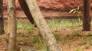 Bebek maymunlar meraklıdır Lopburi, dişi barbar bir macaque ya da bebeğini göğsüne dayayan magot. Kosta Rika 'da Capuchin Monkey' nin portresi ve kapuçin 'e yakın, çılgın para. Vahşi maymunlar toprağı korumak için kükrerler. Yetişkin maymunlar oturur.