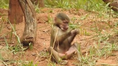 Bebek maymunlar meraklıdır Lopburi, dişi barbar bir macaque ya da bebeğini göğsüne dayayan magot. Kosta Rika 'da Capuchin Monkey' nin portresi ve kapuçin 'e yakın, çılgın para. Vahşi maymunlar toprağı korumak için kükrerler. Yetişkin maymunlar oturur.