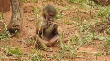 Bebek maymunlar meraklıdır Lopburi, dişi barbar bir macaque ya da bebeğini göğsüne dayayan magot. Kosta Rika 'da Capuchin Monkey' nin portresi ve kapuçin 'e yakın, çılgın para. Vahşi maymunlar toprağı korumak için kükrerler. Yetişkin maymunlar oturur.