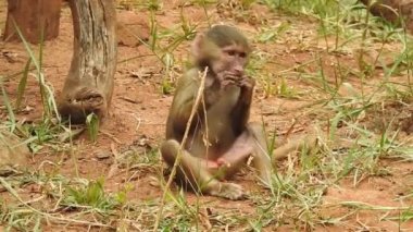 Bebek maymunlar meraklıdır Lopburi, dişi barbar bir macaque ya da bebeğini göğsüne dayayan magot. Kosta Rika 'da Capuchin Monkey' nin portresi ve kapuçin 'e yakın, çılgın para. Vahşi maymunlar toprağı korumak için kükrerler. Yetişkin maymunlar oturur.