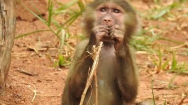 Bebek maymunlar meraklıdır Lopburi, dişi barbar bir macaque ya da bebeğini göğsüne dayayan magot. Kosta Rika 'da Capuchin Monkey' nin portresi ve kapuçin 'e yakın, çılgın para. Vahşi maymunlar toprağı korumak için kükrerler. Yetişkin maymunlar oturur.