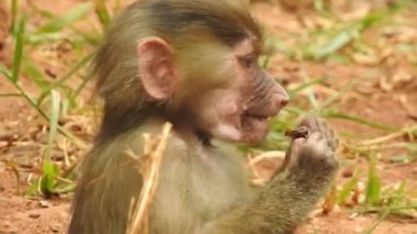 Bebek maymunlar meraklıdır Lopburi, dişi barbar bir macaque ya da bebeğini göğsüne dayayan magot. Kosta Rika 'da Capuchin Monkey' nin portresi ve kapuçin 'e yakın, çılgın para. Vahşi maymunlar toprağı korumak için kükrerler. Yetişkin maymunlar oturur.