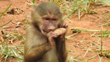 Bebek maymunlar meraklıdır Lopburi, dişi barbar bir macaque ya da bebeğini göğsüne dayayan magot. Kosta Rika 'da Capuchin Monkey' nin portresi ve kapuçin 'e yakın, çılgın para. Vahşi maymunlar toprağı korumak için kükrerler. Yetişkin maymunlar oturur.