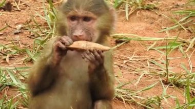 Bebek maymunlar meraklıdır Lopburi, dişi barbar bir macaque ya da bebeğini göğsüne dayayan magot. Kosta Rika 'da Capuchin Monkey' nin portresi ve kapuçin 'e yakın, çılgın para. Vahşi maymunlar toprağı korumak için kükrerler. Yetişkin maymunlar oturur.