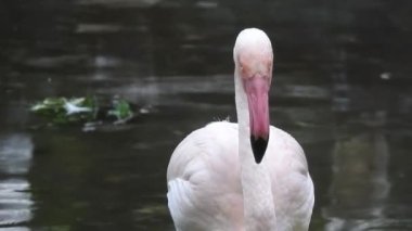 Gölde pembe flamingolar. Pembe flamingo sürüsü güzel bir manzaranın arka planına karşı. Vahşi yaşam video çekimi. Camargue 'deki kur sırasında pembe flamingolar Fransa' da gölde pembe flamingolar tuzlu suda büyük flamingolar