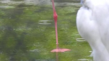 Gölde pembe flamingolar. Pembe flamingo sürüsü güzel bir manzaranın arka planına karşı. Vahşi yaşam video çekimi. Camargue 'deki kur sırasında pembe flamingolar Fransa' da gölde pembe flamingolar tuzlu suda büyük flamingolar