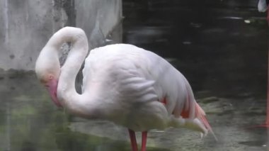 Gölde pembe flamingolar. Pembe flamingo sürüsü güzel bir manzaranın arka planına karşı. Vahşi yaşam video çekimi. Camargue 'deki kur sırasında pembe flamingolar Fransa' da gölde pembe flamingolar tuzlu suda büyük flamingolar