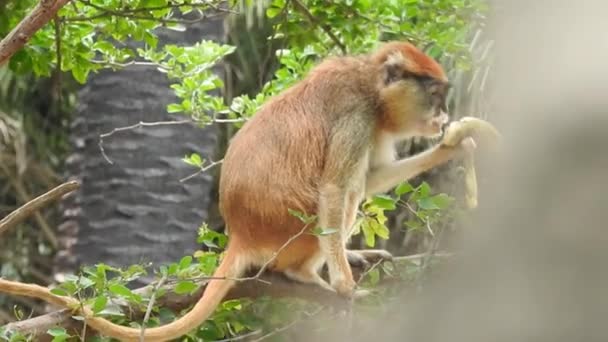 Portrait Cute Monkey Branch Looking Camera Pretty Wet Ape Fooling — Stock Video