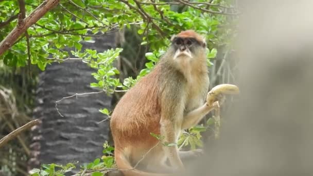 Portrét Roztomilé Opice Větvi Jak Dívá Kamery Pěkně Mokrá Opice — Stock video