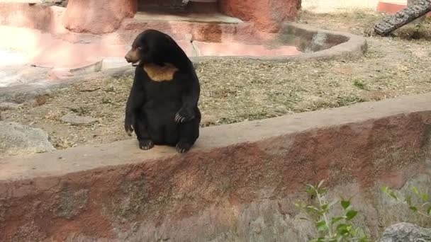Μια Μεγάλη Μαύρη Αρκούδα Που Παραμονεύει Στο Δάσος Αναζητώντας Τροφή — Αρχείο Βίντεο