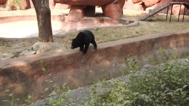 大黑熊在森林里爬来爬去寻找食物 棕熊寻找食物 熊在森林里觅食 欧洲野生动物的天性 黑熊宝宝在黄昏的阳光下 一只黑熊走向镜头前 在森林里停住了熊的特写 — 图库视频影像