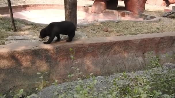 Большой Чёрный Медведь Бегает Лесу Поисках Еды Бурый Медведь Ищет — стоковое видео