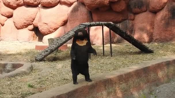 Widok Tyłu Czarny Niedźwiedź Jedzący Jagody Wzgórzu Washburn Parku Narodowym — Wideo stockowe