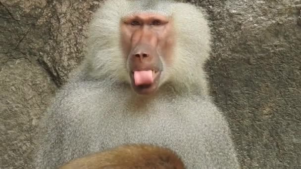 Retrato Mono Lindo Rama Mirando Cámara Bastante Mono Mojado Jugando — Vídeo de stock