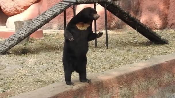 Widok Tyłu Czarny Niedźwiedź Jedzący Jagody Wzgórzu Washburn Parku Narodowym — Wideo stockowe